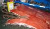 Making fibreglass sheet